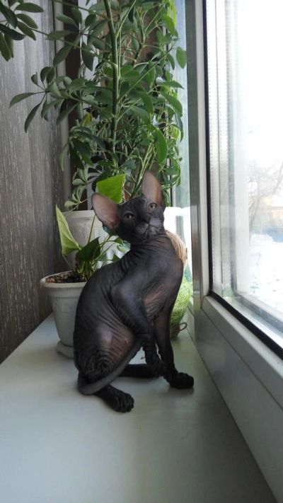 Лот: 8498729. Фото: 1. Котята Донского сфинкса. Кошки, котята