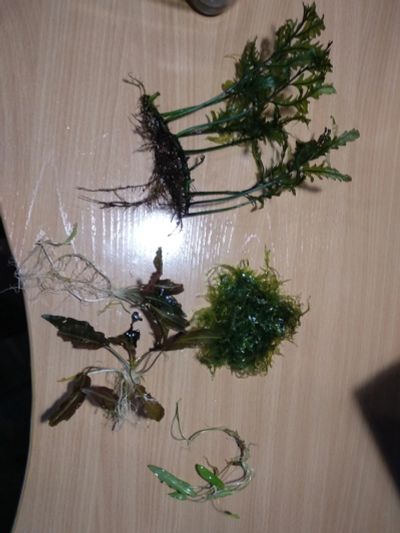 Лот: 15295383. Фото: 1. Набор из 5 видов аквариумных растений. Водные растения