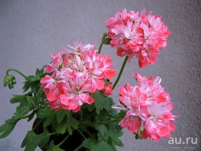 Лот: 9591492. Фото: 1. Пеларгония 'Don Chiverton' (черенок... Горшечные растения и комнатные цветы