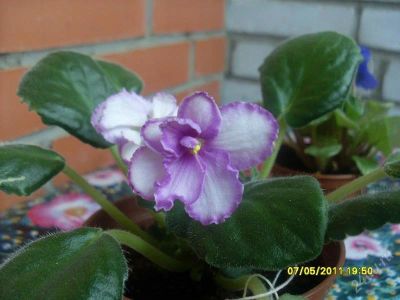 Лот: 959924. Фото: 1. Листок фиалочки. Горшечные растения и комнатные цветы