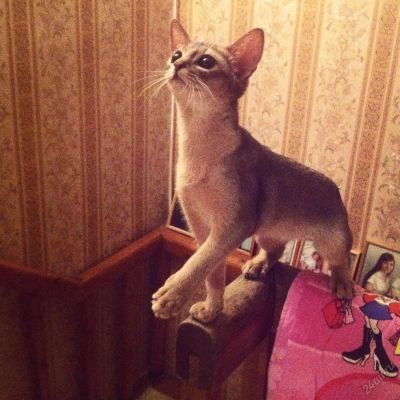 Лот: 5922087. Фото: 1. Агрессивная абиссинка ищет терпеливого... Кошки, котята