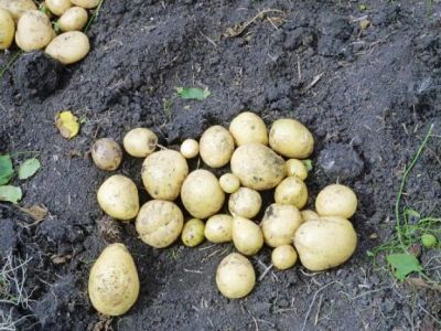 Лот: 7911493. Фото: 1. картофель андретта свежий сбор... Картофель