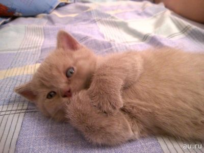 Лот: 13554947. Фото: 1. котята шотландские плюшевые. Кошки, котята