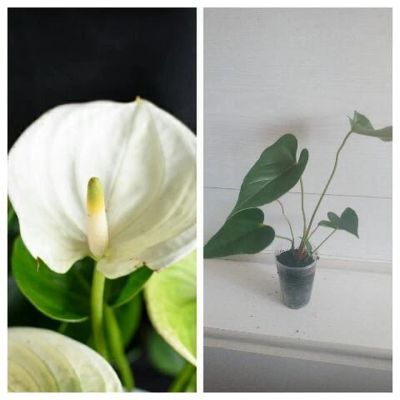 Лот: 9538233. Фото: 1. Антуриум белый молодой кустик. Горшечные растения и комнатные цветы