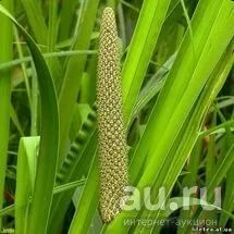 Лот: 9743127. Фото: 1. Аир болотный (Acorus calamus). Садовые цветы