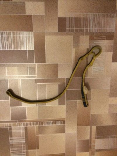 Лот: 3645089. Фото: 1. самостраховка Petzl Spelegyca. Альпинизм и скалолазание
