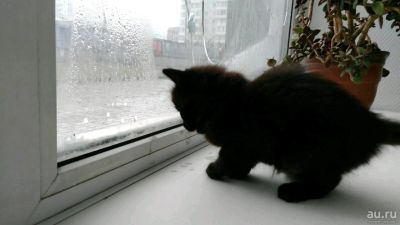 Лот: 10476184. Фото: 1. Отдам котят в добрые руки. Кошки, котята