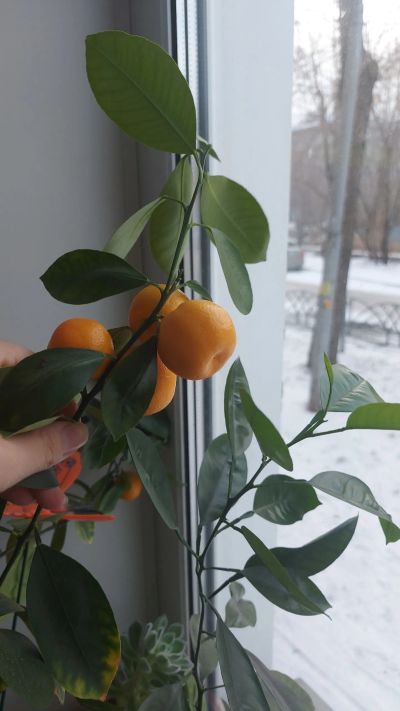 Лот: 21023719. Фото: 1. Мини мандарин. Горшечные растения и комнатные цветы