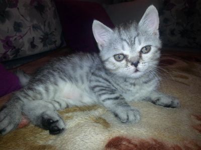 Лот: 5103524. Фото: 1. Котята БРИтанЦЫ \Шотландцы. Кошки, котята