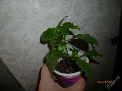 Лот: 2408461. Фото: 1. Кроссандра. Горшечные растения и комнатные цветы