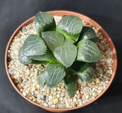 Лот: 18434792. Фото: 1. Хавортия Баера Мунстоун, Haworthia... Горшечные растения и комнатные цветы