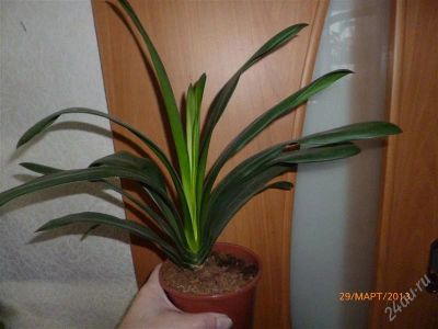 Лот: 2660490. Фото: 1. Кливия. Горшечные растения и комнатные цветы