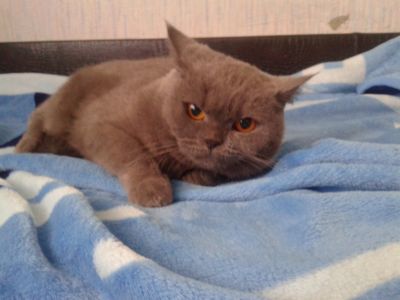 Лот: 11872834. Фото: 1. Кошка. Кошки, котята