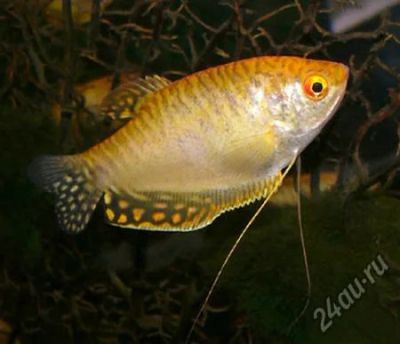 Лот: 16200385. Фото: 1. Гурами золотой (Trichogaster trichopterus... Рыбки