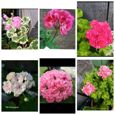 Лот: 25711118. Фото: 1. Черенки сортовых пеларгоний для... Горшечные растения и комнатные цветы