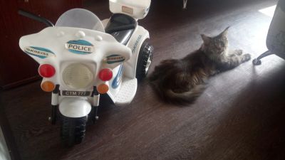 Лот: 14386541. Фото: 1. Электромотоцикл детский мотоцикл... Детские электромобили