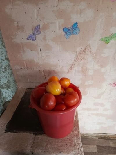 Лот: 25716542. Фото: 1. Помидоры домашние 5 кг. Овощи, фрукты, зелень