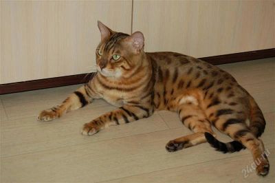 Лот: 2926666. Фото: 1. Продам Бенгальского кота. Кошки, котята