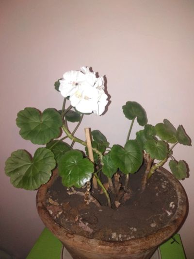 Лот: 15818175. Фото: 1. Герань белая. Горшечные растения и комнатные цветы