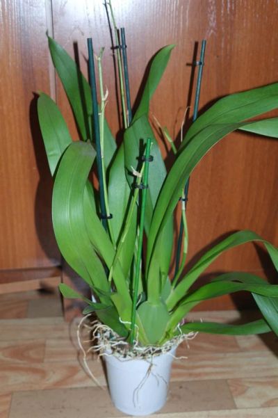 Лот: 3040505. Фото: 1. орхидея камбрия. Горшечные растения и комнатные цветы