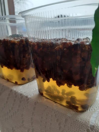 Лот: 17062644. Фото: 1. Перга пчелинная с мёдом. Другое (продукты)