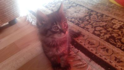 Лот: 5355191. Фото: 1. Кошечка!!. Кошки, котята