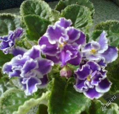 Лот: 4533498. Фото: 1. Фиалки пестролистные 3 детки-одним... Горшечные растения и комнатные цветы