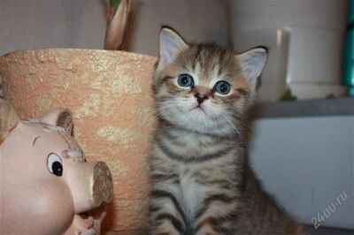 Лот: 2336075. Фото: 1. Шотландская прямоухая кошечка. Кошки, котята