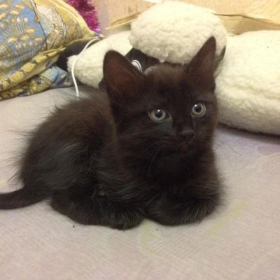 Лот: 8792910. Фото: 1. Подарок к Новому году - черная... Кошки, котята