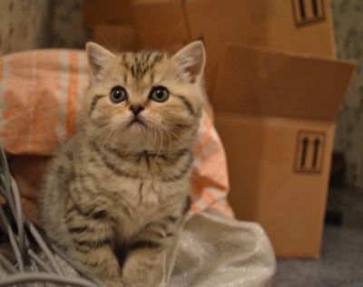 Лот: 3550956. Фото: 1. Шотландская девочка мурлыка). Кошки, котята
