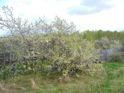 Лот: 4477254. Фото: 1. Земельный участок. Земельные участки