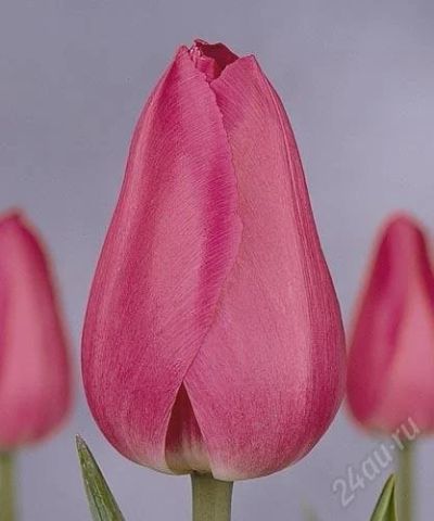 Лот: 2573802. Фото: 1. тюльпаны extra класса розовые... Разное