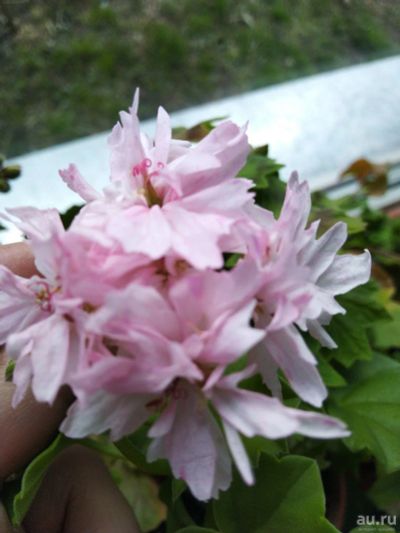 Лот: 13791393. Фото: 1. Пеларгония Джоан хадсон. Горшечные растения и комнатные цветы