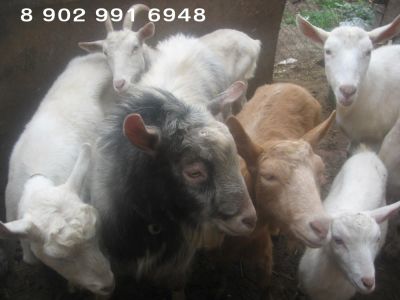 Лот: 8407360. Фото: 1. Продам коз и козла. Остальные животные