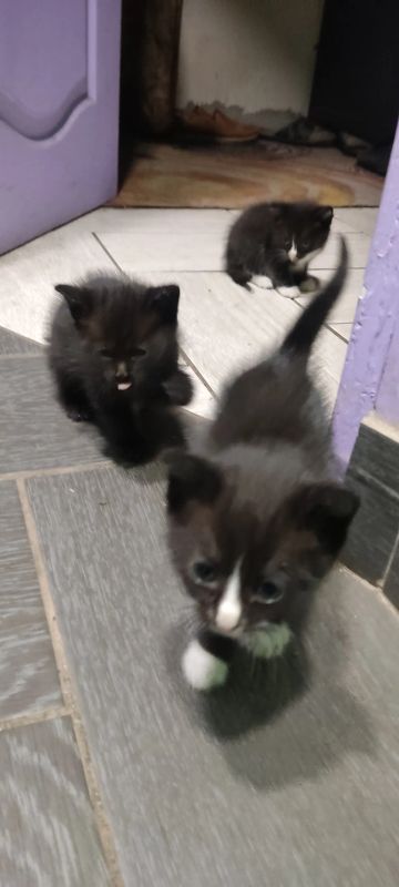 Лот: 25781647. Фото: 1. Котята крысоловы. Кошки, котята