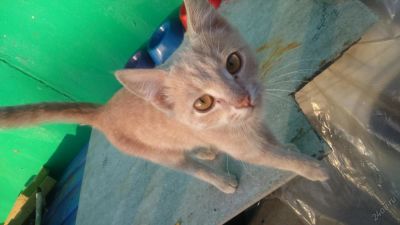 Лот: 6086662. Фото: 1. отдам котика в добрые руки. Кошки, котята
