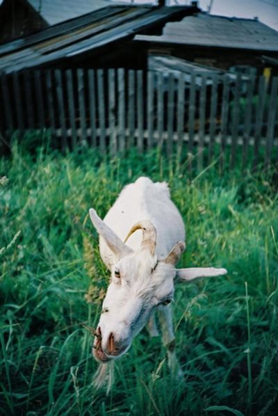 Лот: 3602271. Фото: 1. ломо лк-а (LOMO LC-A). Плёночные компактные