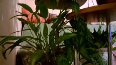 Лот: 6655247. Фото: 1. аглаонема отросток с рубля. Горшечные растения и комнатные цветы