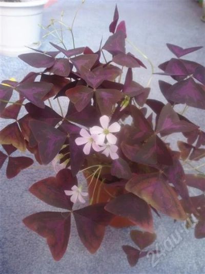 Лот: 442693. Фото: 1. Oxalis (кислица) 3. Горшечные растения и комнатные цветы
