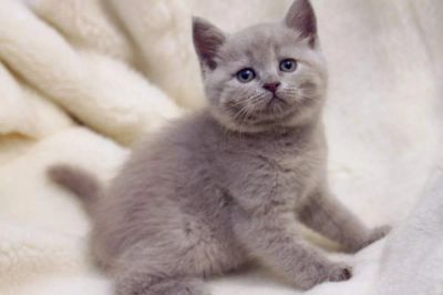 Лот: 7927172. Фото: 1. Шотландский малыш. Кошки, котята