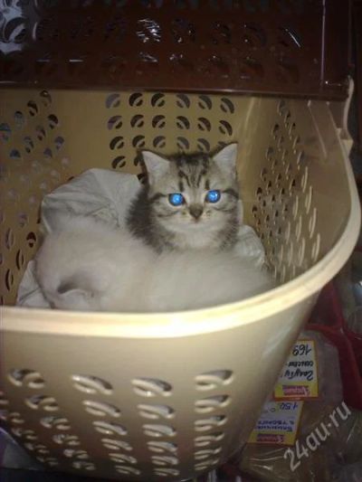 Лот: 1276597. Фото: 1. Полосатый очаровашка ищет хозяина. Кошки, котята