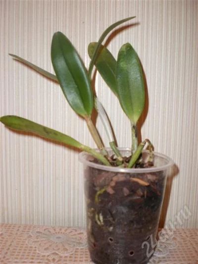 Лот: 595469. Фото: 1. Орхидея катлея. Горшечные растения и комнатные цветы