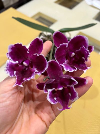 Лот: 24775155. Фото: 1. Орхидея фаленопсис биг лип. Горшечные растения и комнатные цветы