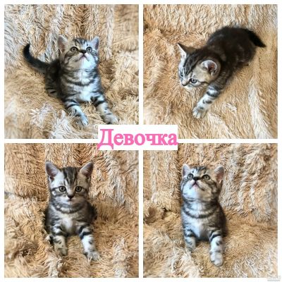 Лот: 12092212. Фото: 1. Шотландские плюшевые котята, вислоушки... Кошки, котята