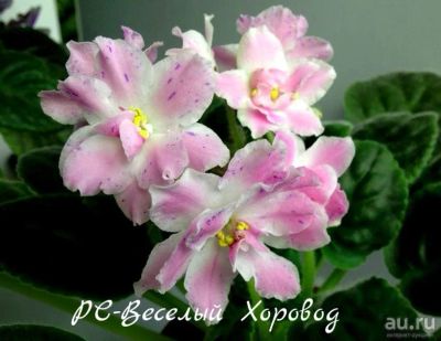 Лот: 8393102. Фото: 1. Продам детку сортовой фиалки РС-Весёлый... Горшечные растения и комнатные цветы