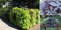 Лот: 6873896. Фото: 1. Ипомея батата декоративная. Садовые цветы