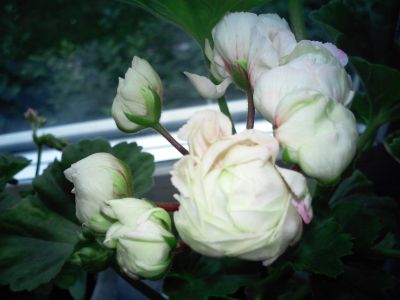 Лот: 11871861. Фото: 1. пеларгония принц Густав. Горшечные растения и комнатные цветы