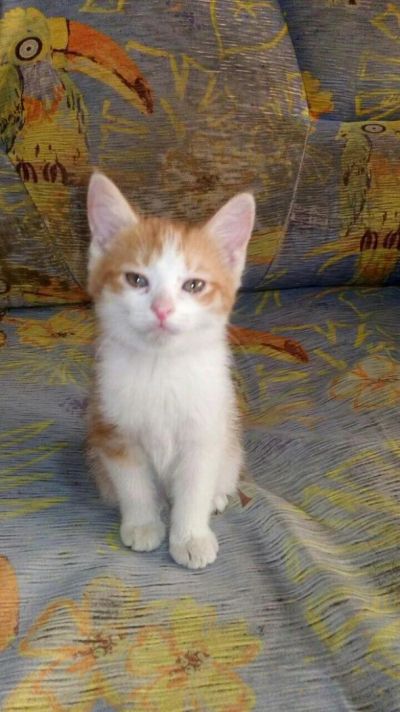 Лот: 8605247. Фото: 1. Котята курильского бобтейла. Кошки, котята