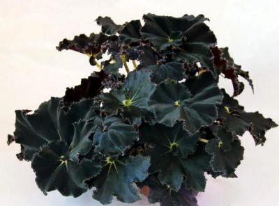 Лот: 17380266. Фото: 1. Бегония Блек Флэг (Begonia Black... Горшечные растения и комнатные цветы