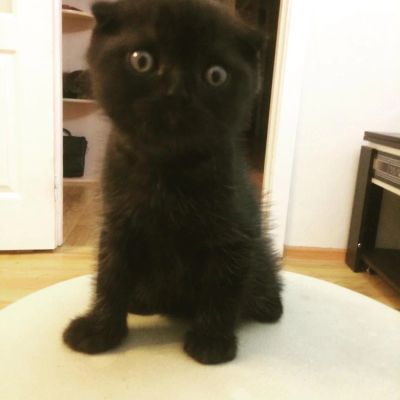Лот: 8845479. Фото: 1. шотландские котята. Кошки, котята